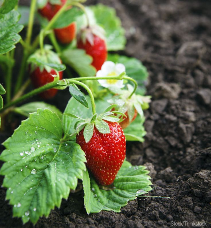 Ready strawberries